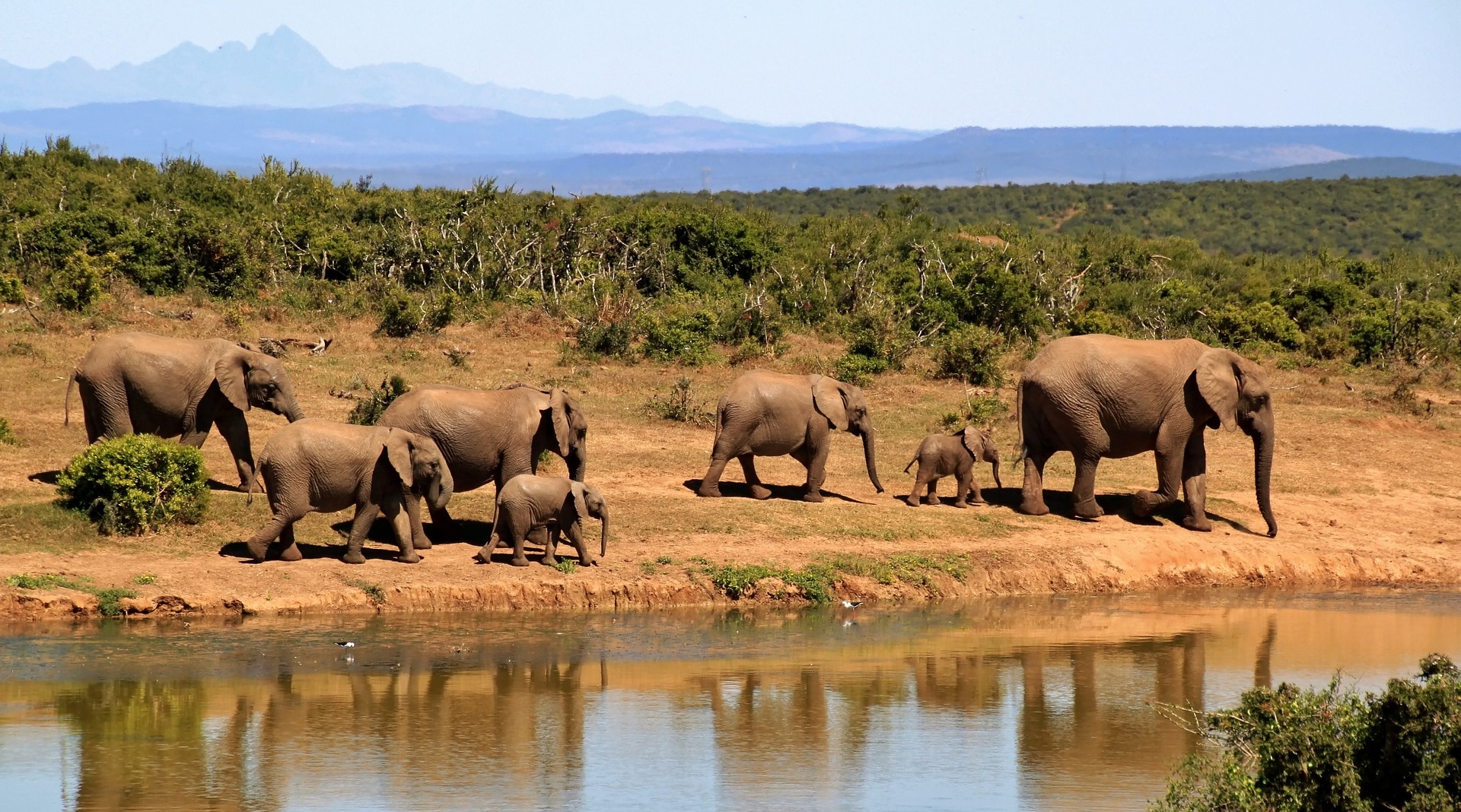African safari elephants